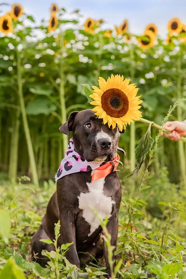 fotos de mascotas en campo de girasoles rancho san juan diego