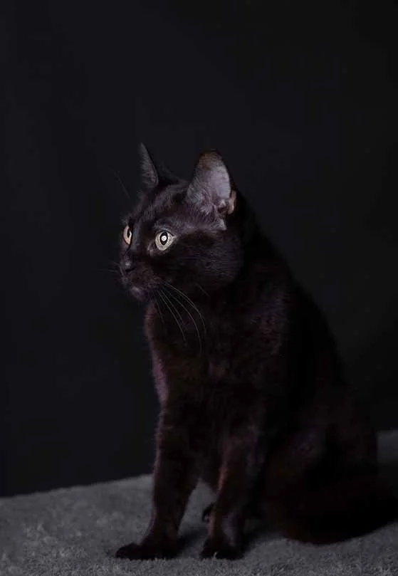 alemoranfoto-fotografia-de-mascotas-estudio-fotografico-movil-en-casa-guadalajara-jalisco16.jpg