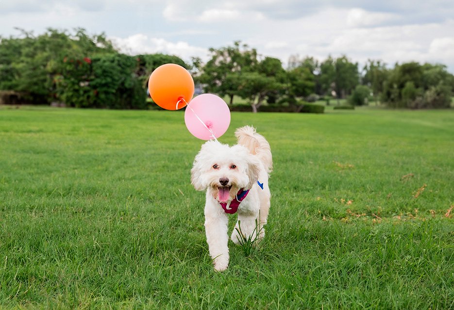 alemoranfoto-fotos-de-cumpleaños-para-mascotas-en-guadalajara-jalisco.jpg