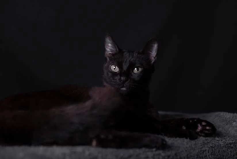 alemoranfoto-fotografia-de-mascotas-estudio-fotografico-movil-en-casa-guadalajara-jalisco14.jpg