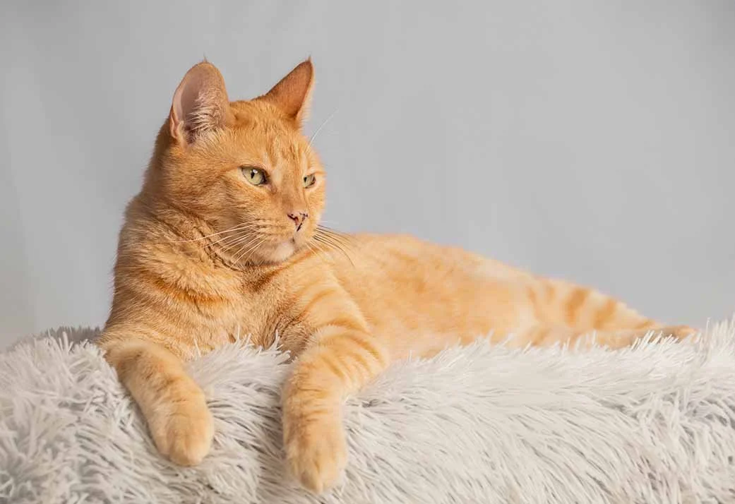 alemoranfoto-fotografia-de-mascotas-estudio-fotografico-movil-en-casa-guadalajara-jalisco3.jpg