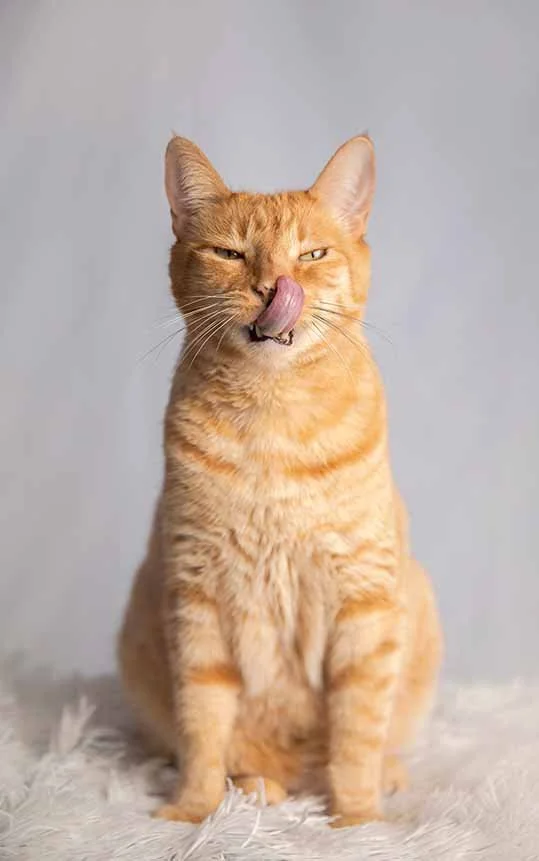 alemoranfoto-fotografia-de-mascotas-estudio-fotografico-movil-en-casa-guadalajara-jalisco6.jpg