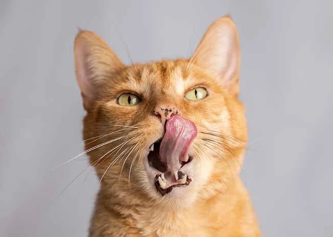 alemoranfoto-fotografia-de-mascotas-estudio-fotografico-movil-en-casa-guadalajara-jalisco7.jpg