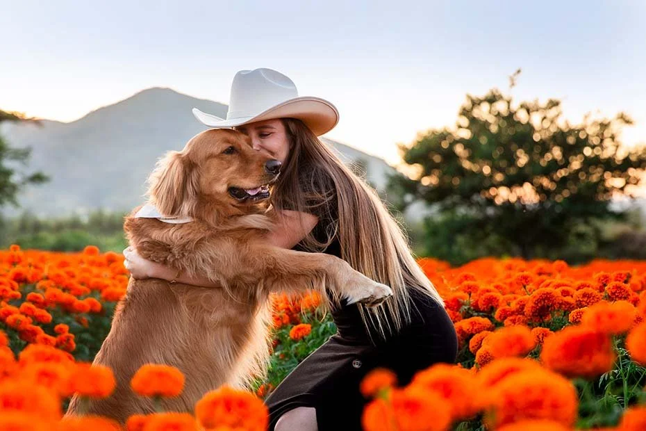 Fotografía de mascotas en Guadalajara jalisco, campo de cempasúchil con mascotas, foto con golden retriver