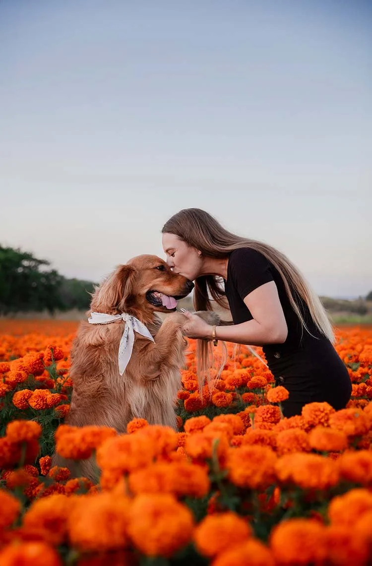 Fotografía de mascotas en Guadalajara jalisco, campo de cempasúchil con mascotas, foto con golden retriver