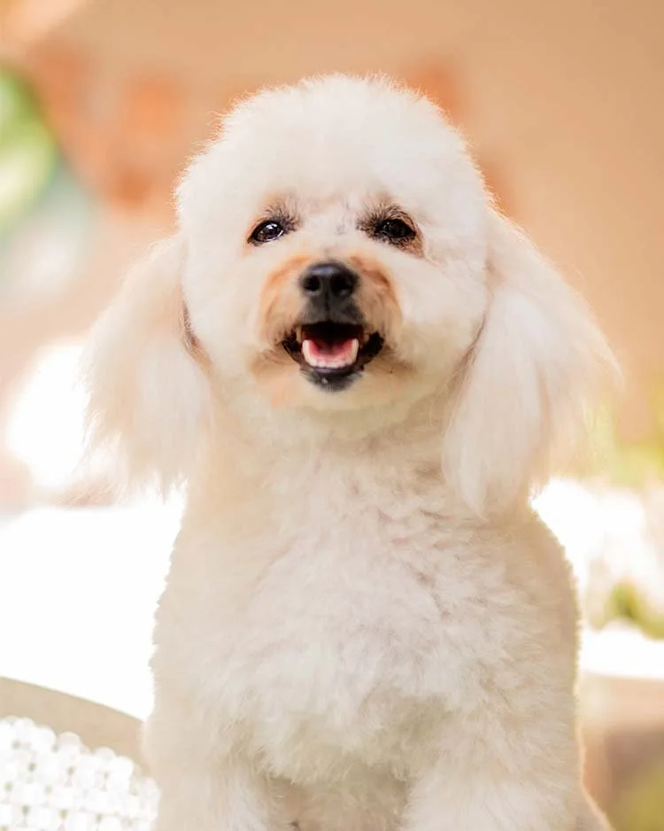 fotos de cumpleaños para mascotas en Guadalajara jalisco