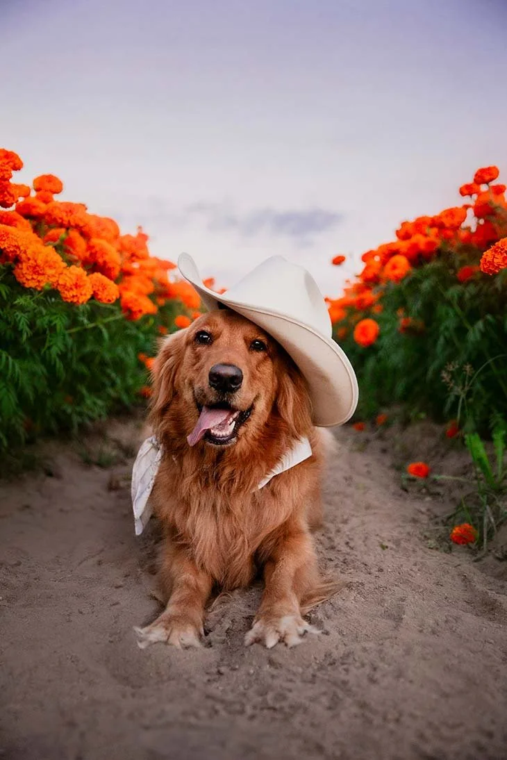 Fotografía de mascotas en Guadalajara jalisco, campo de cempasúchil con mascotas, foto con golden retriver