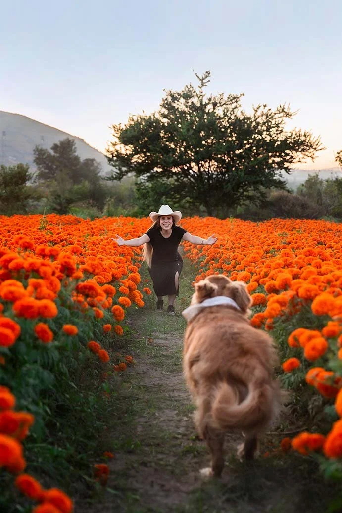 Fotografía de mascotas en Guadalajara jalisco, campo de cempasúchil con mascotas, foto con golden retriver