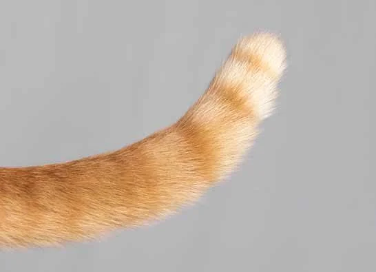 alemoranfoto-fotografia-de-mascotas-estudio-fotografico-movil-en-casa-guadalajara-jalisco2.jpg