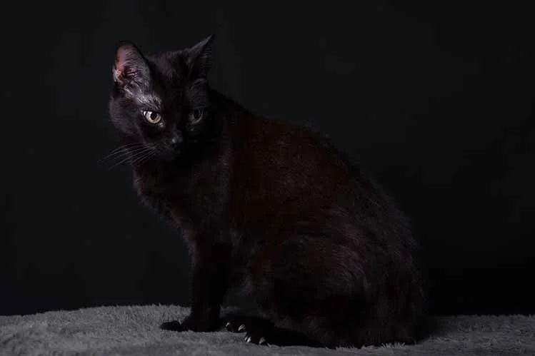 alemoranfoto-fotografia-de-mascotas-estudio-fotografico-movil-en-casa-guadalajara-jalisco23.jpg