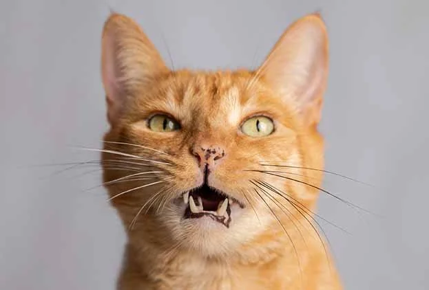 alemoranfoto-fotografia-de-mascotas-estudio-fotografico-movil-en-casa-guadalajara-jalisco8.jpg
