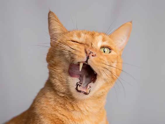 alemoranfoto-fotografia-de-mascotas-estudio-fotografico-movil-en-casa-guadalajara-jalisco5.jpg