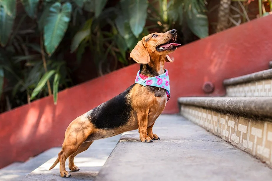 fotografía de mascotas en guadalajara