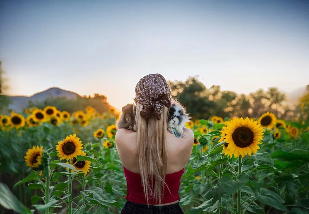 fotos de mascotas en campo de girasoles rancho san juan diego