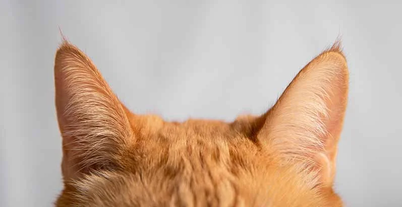 alemoranfoto-fotografia-de-mascotas-estudio-fotografico-movil-en-casa-guadalajara-jalisco12.jpg