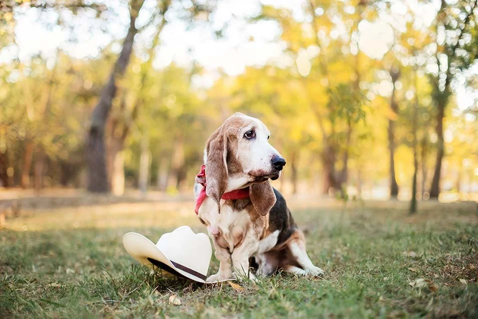 alemoranfoto-fotos-de-mascotas-senior-fotos-de-despedida-para-mascotas-guadalajara-jalisco-perritos-viejitos17.jpg