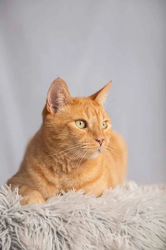 alemoranfoto-fotografia-de-mascotas-estudio-fotografico-movil-en-casa-guadalajara-jalisco10.jpg