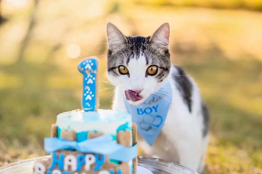 alemoranfoto-fotos-de-cumpleaños-para-mascotas-en-guadalajara-jalisco5.jpg