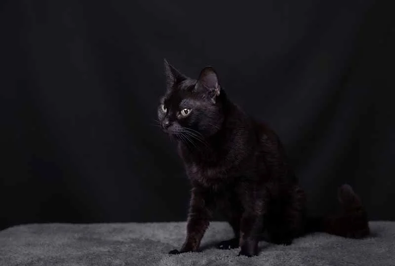 alemoranfoto-fotografia-de-mascotas-estudio-fotografico-movil-en-casa-guadalajara-jalisco18.jpg