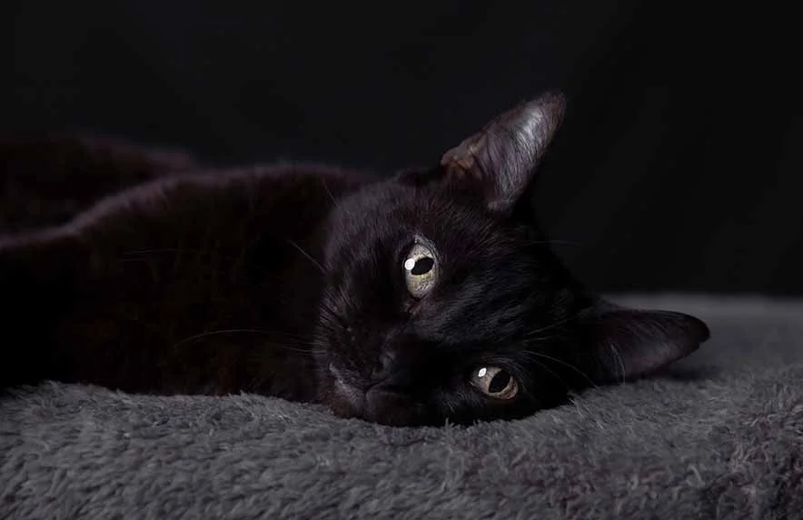 alemoranfoto-fotografia-de-mascotas-estudio-fotografico-movil-en-casa-guadalajara-jalisco19.jpg