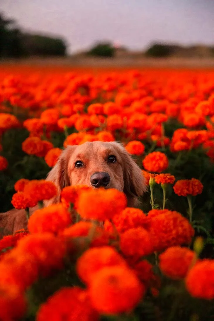 Fotografía de mascotas en Guadalajara jalisco, campo de cempasúchil con mascotas, foto con golden retriver