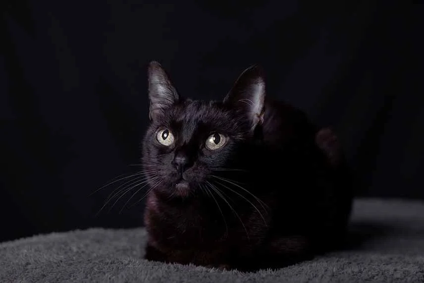 alemoranfoto-fotografia-de-mascotas-estudio-fotografico-movil-en-casa-guadalajara-jalisco13.jpg
