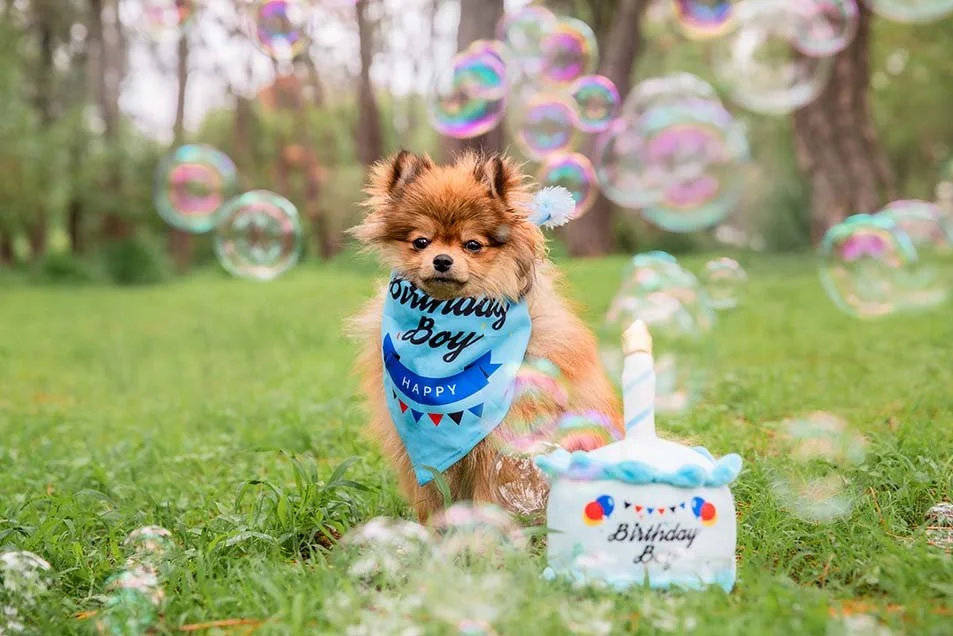 alemoranfoto-fotos-de-cumpleaños-para-mascotas-en-guadalajara-jalisco4.jpg