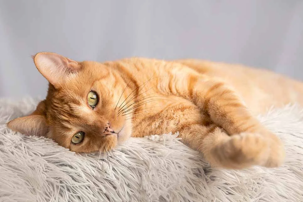 alemoranfoto-fotografia-de-mascotas-estudio-fotografico-movil-en-casa-guadalajara-jalisco4.jpg