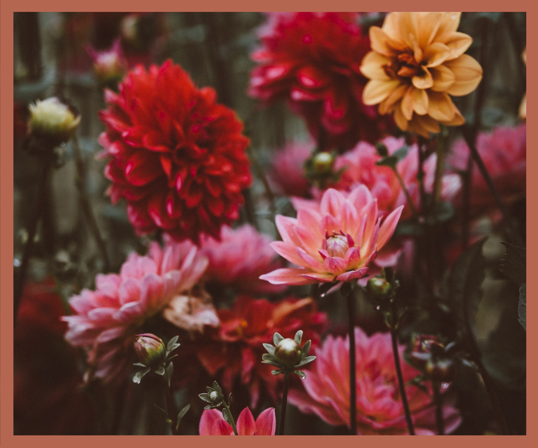 phase 4 flowers.png