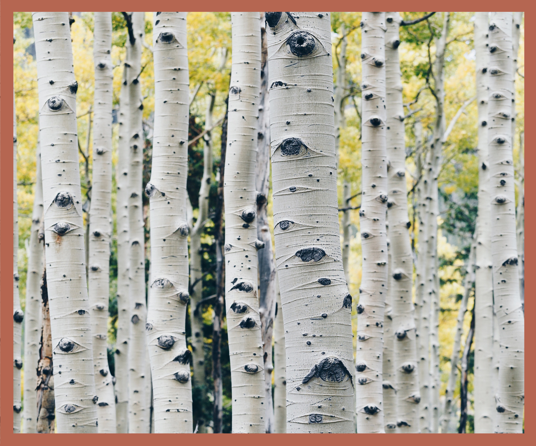 phase 1 birches.png