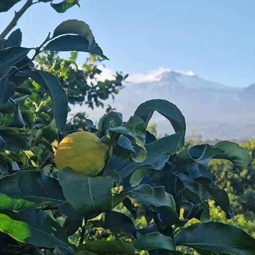 Honored to highlight Pozzillo Lemon House &amp; Farm, a picturesque haven run by Giusi Murabito, on the foothills of Mount Etna. The photo above is the lemon grove on Giusi&rsquo;s farm which has been cultivated by her family for generations. She gro