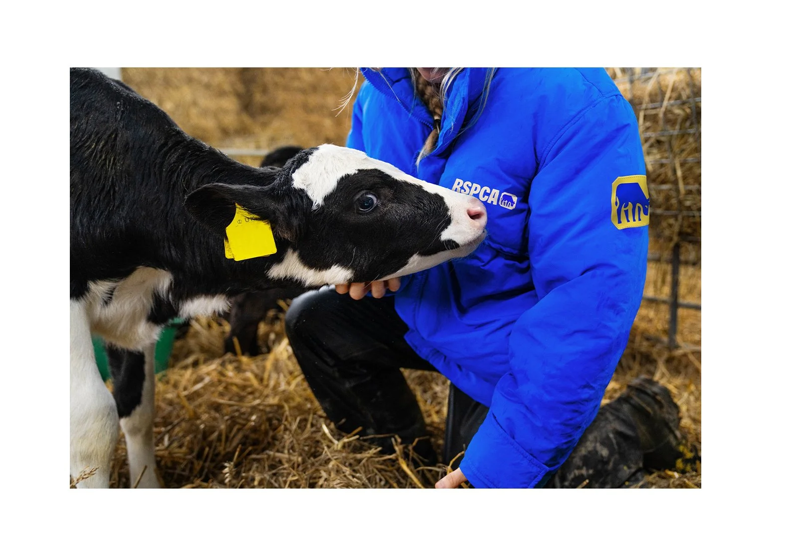 RSPCA-Socials_03.jpg