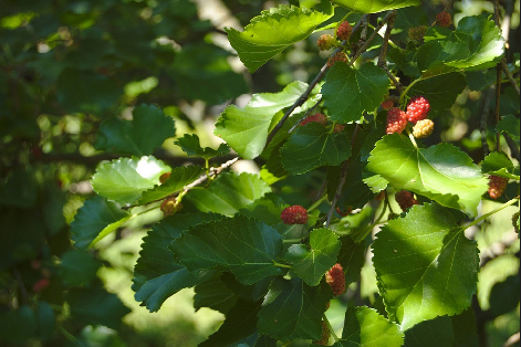 BL_mulberries_11.png