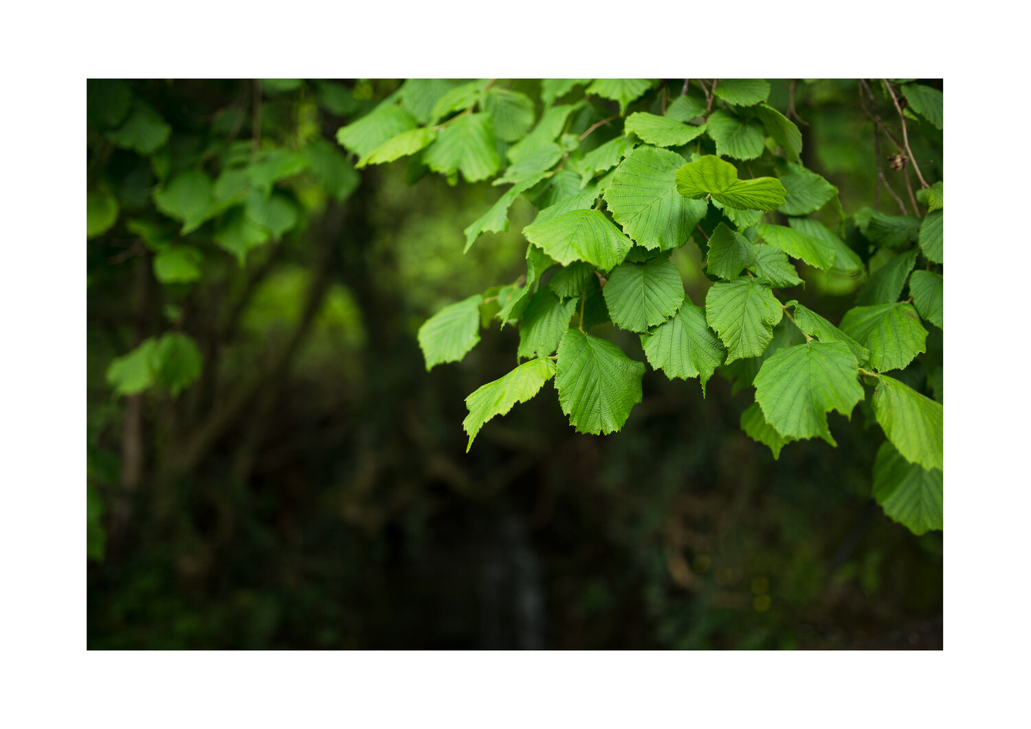 CASTAGNO-BOSCO-MAGGIO-2019-076.jpg