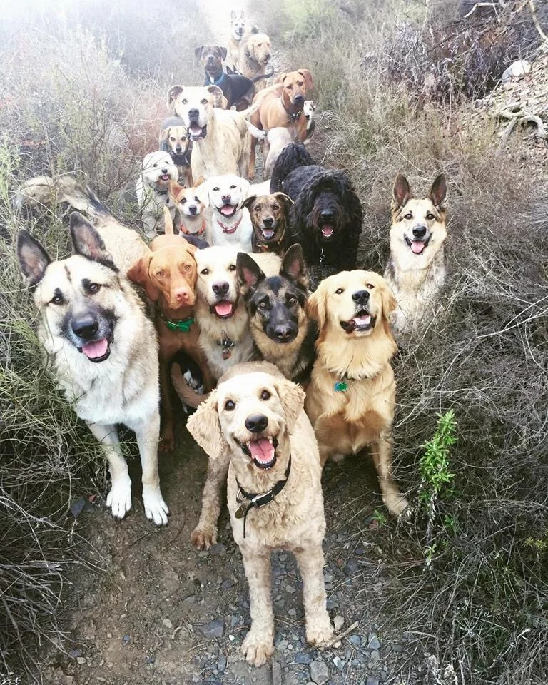 DOGS.jpg