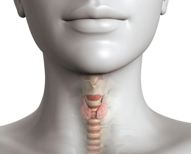 Thyroid-Model.jpg
