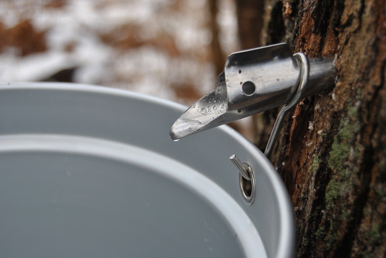 maple-1372470_1280.jpg