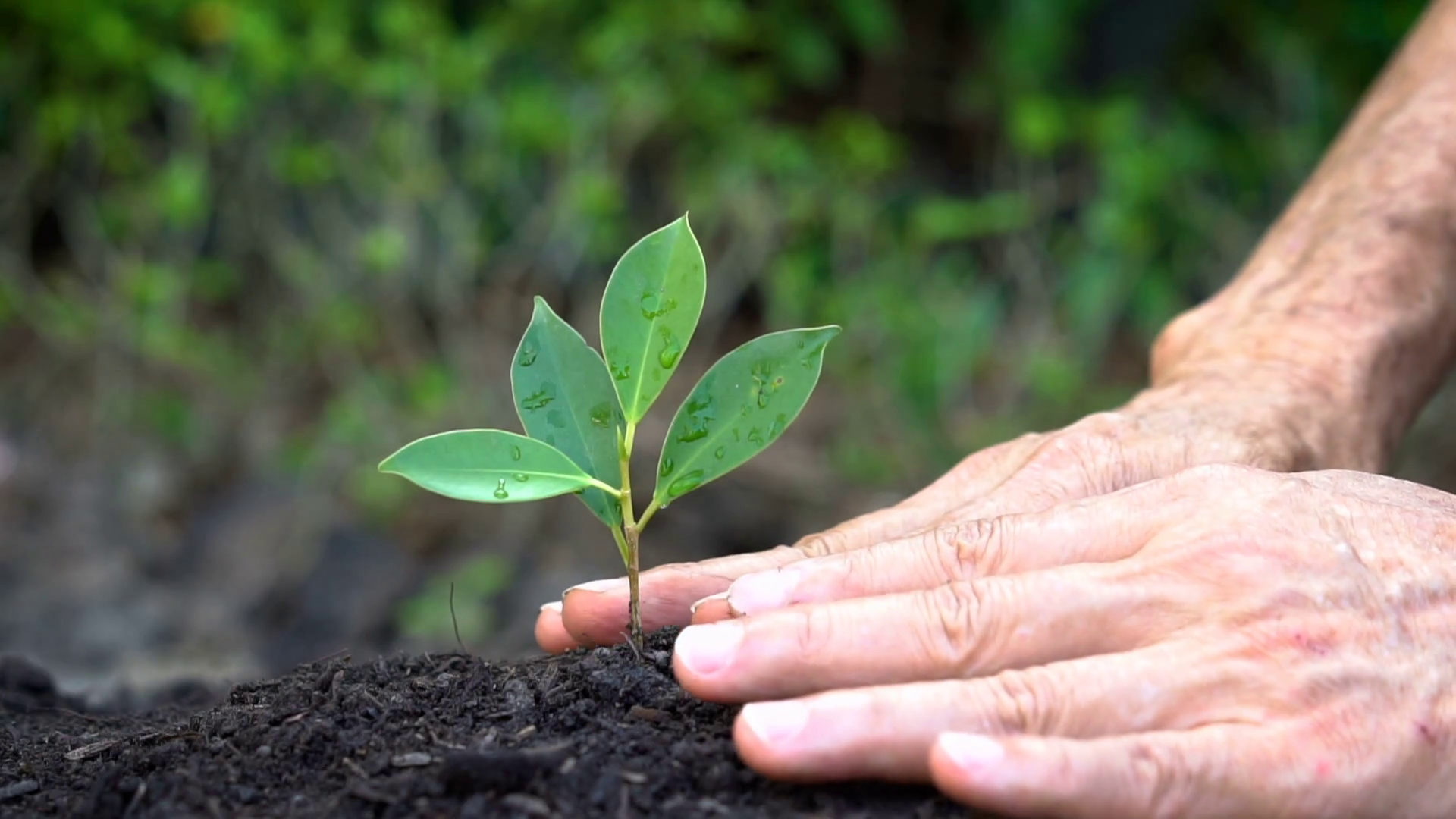videoblocks-slow-motion-shot-of-senior-hand-growing-caring-a-young-tree-sprout-in-fertile-black-soil-concept-of-sustainable-development-environment-protection-agriculture-seeding-and-sustainability-building_rbxibm155z_thumbnail-full01.png