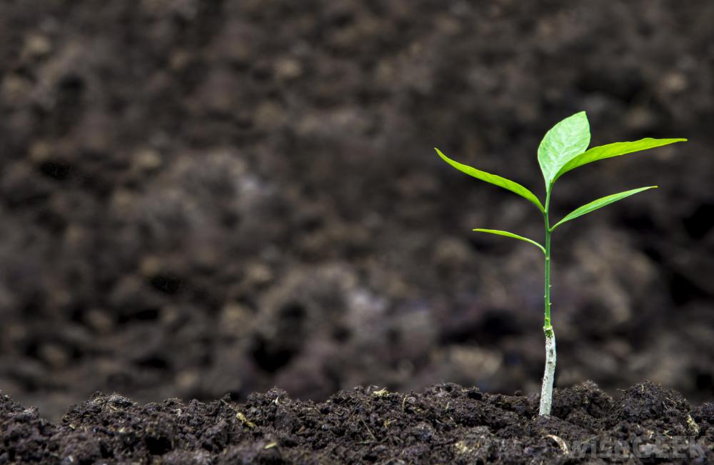 soil-with-plant-sprout.jpg