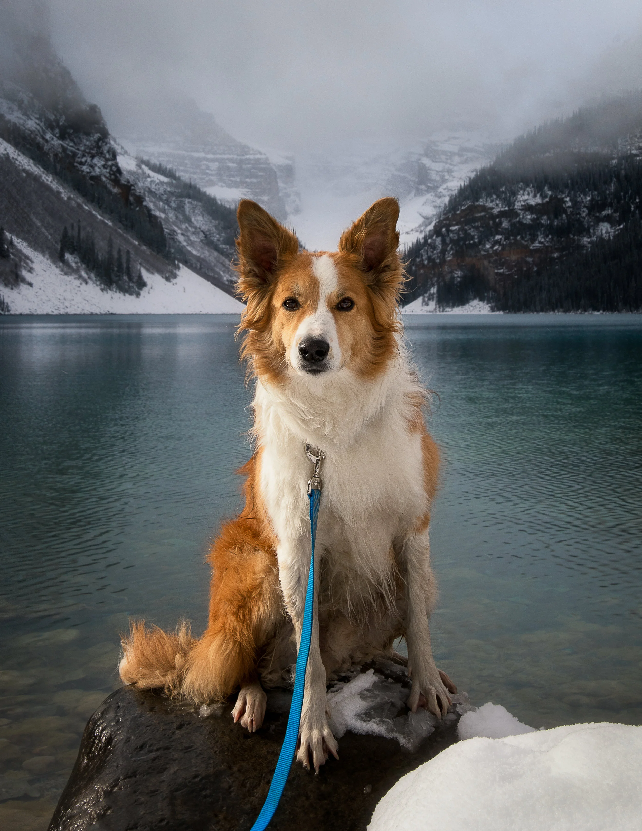 Client: Coastal Pets