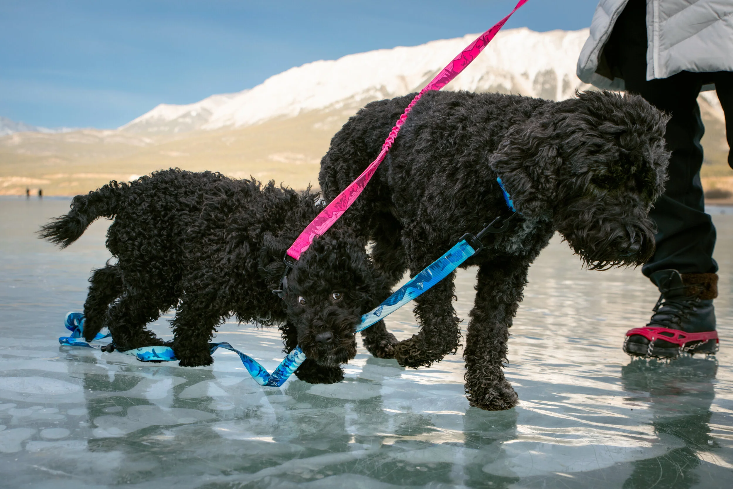 Client: Rocky Mountain Dog