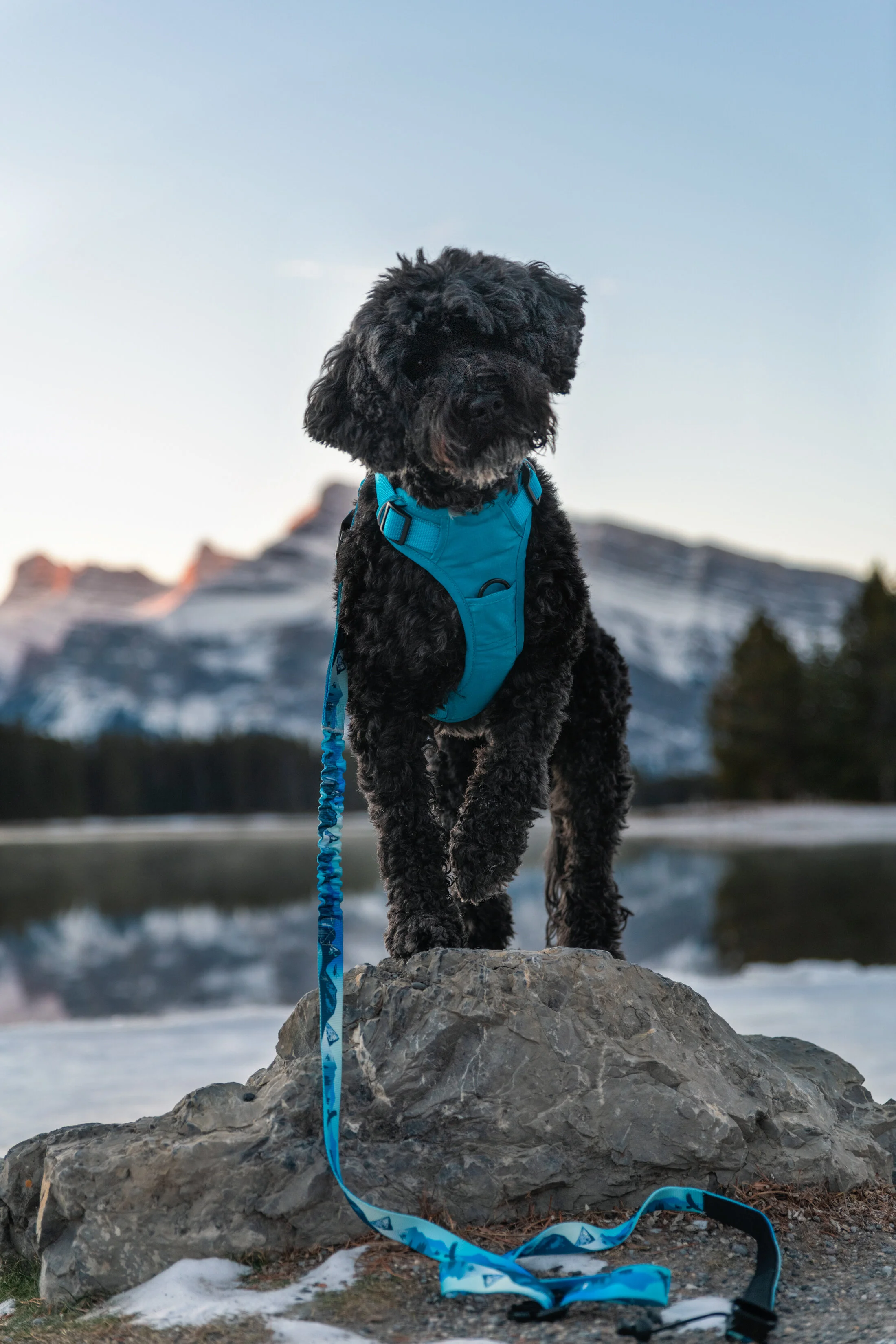 Client: Rocky Mountain Dog