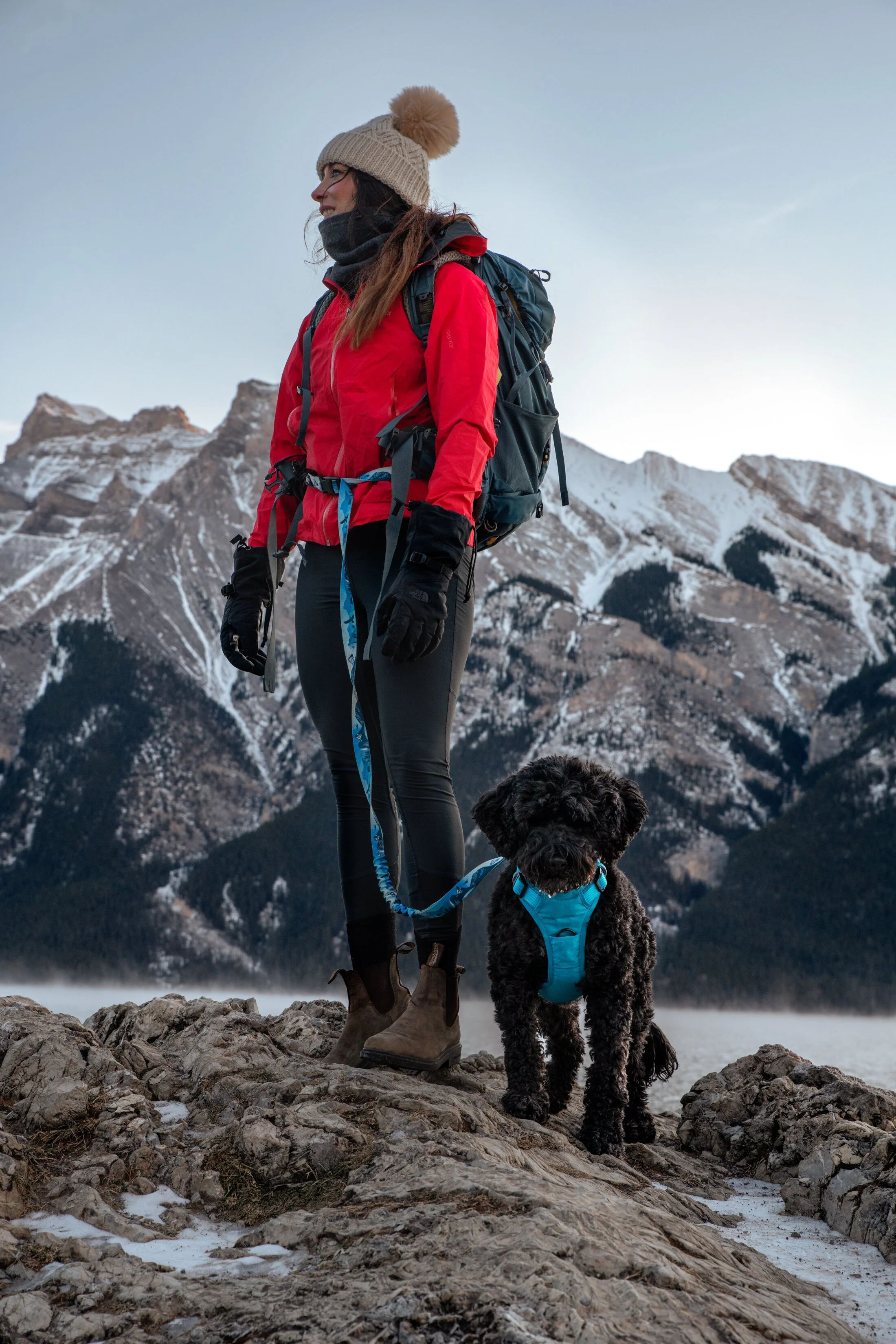 Client: Rocky Mountain Dog