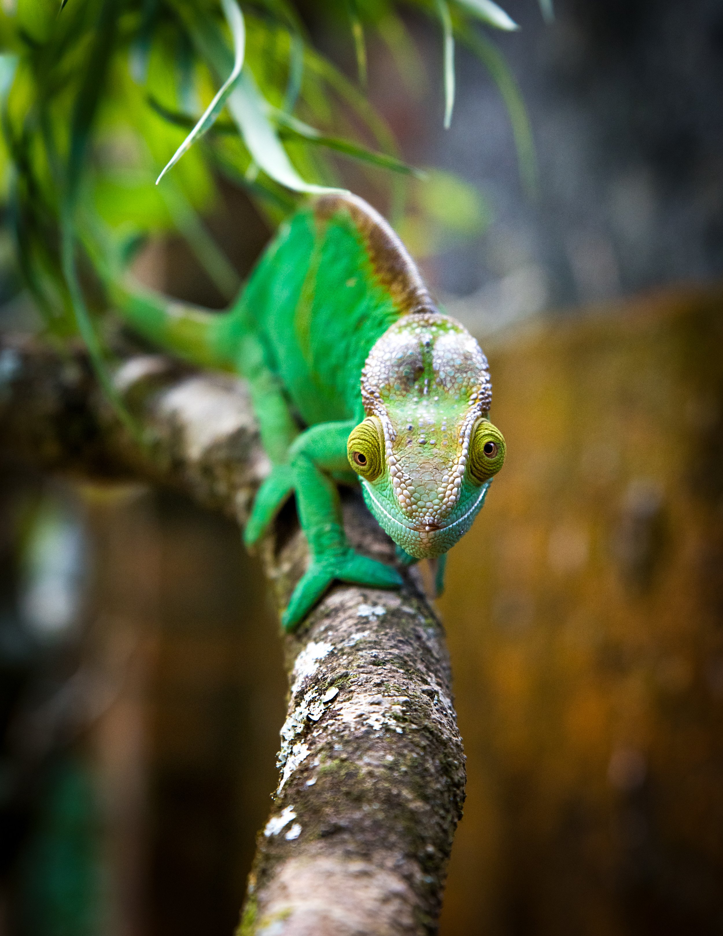 Chameleons and Lemurs_24-Edit.jpg