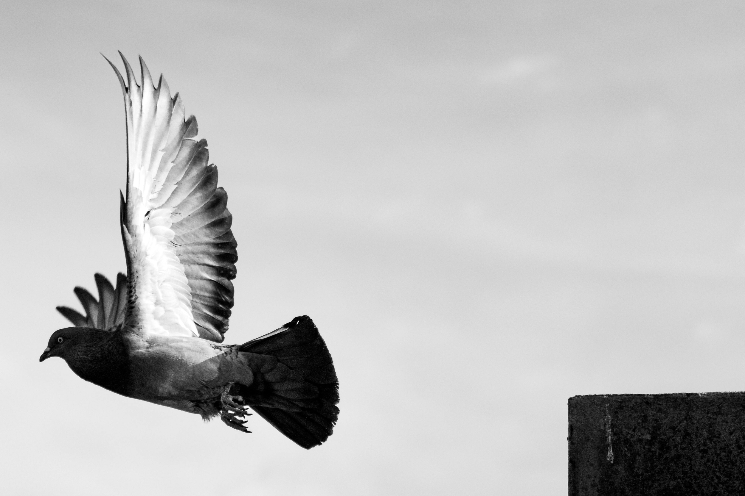 Well Balanced Vol. 42