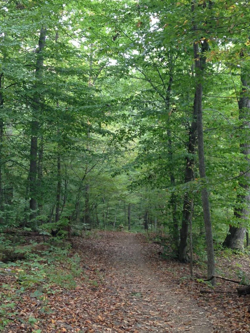 Create a JOY toolbox to keep your Sugar Cravings at Bay