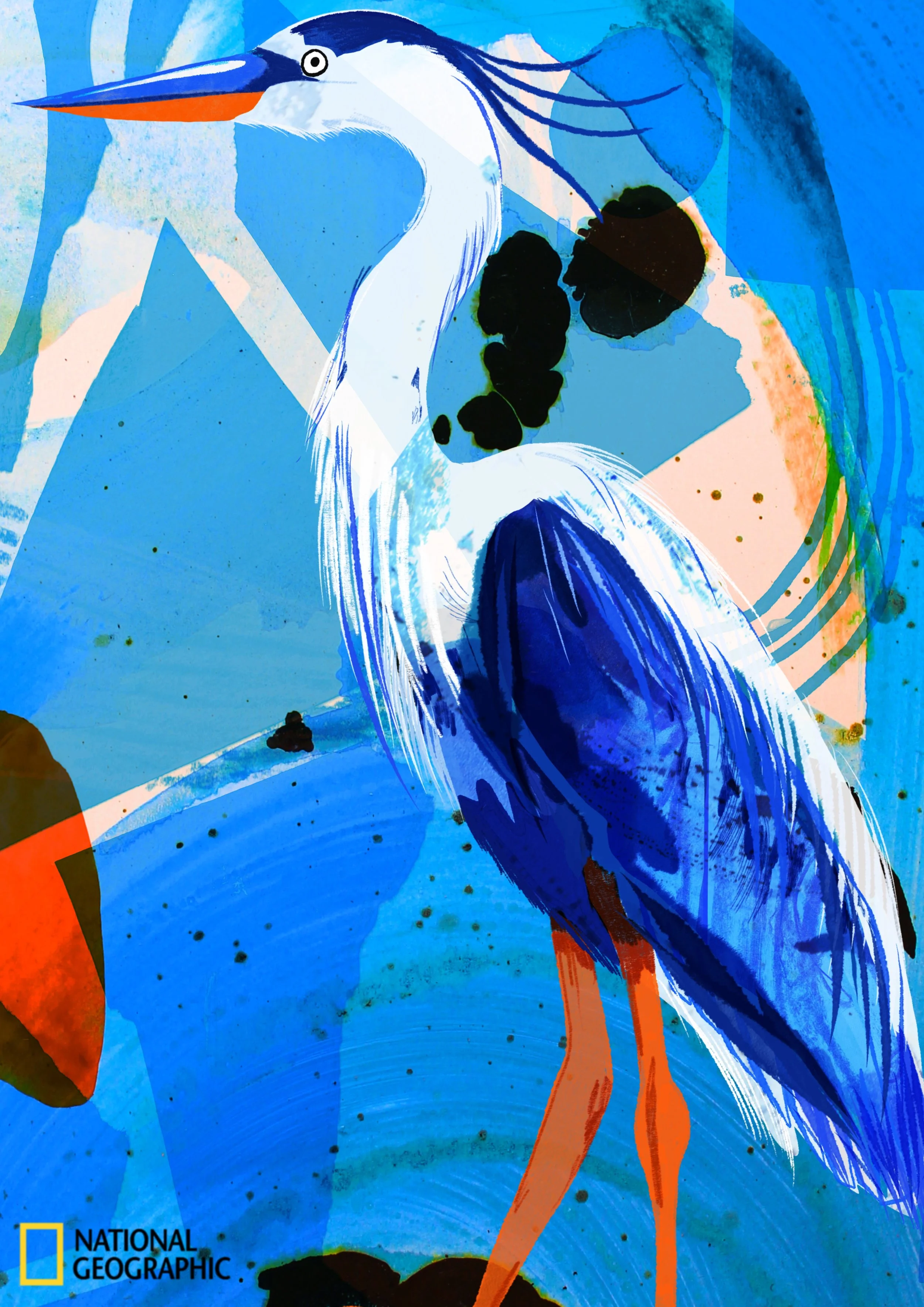 Blue Heron Nat Geo.jpg