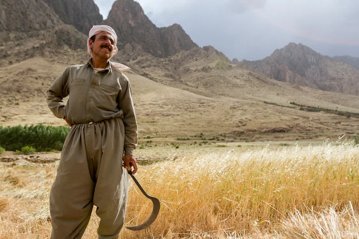 Kurdish farmer with contaminated wheat, from The Iraqi Seed Project. © Anna Laurent, all rights reserved.