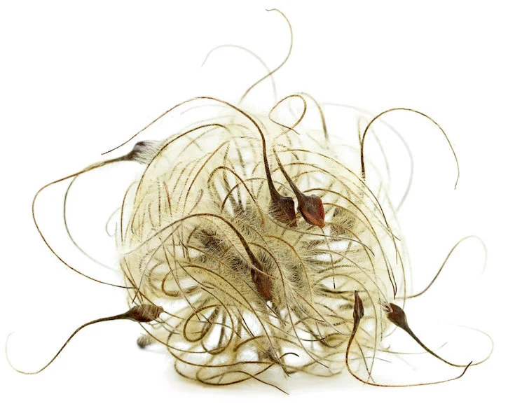 Traveler's joy ( Clematis vitalba ), from Dispersal series © Anna Laurent, all rights reserved.