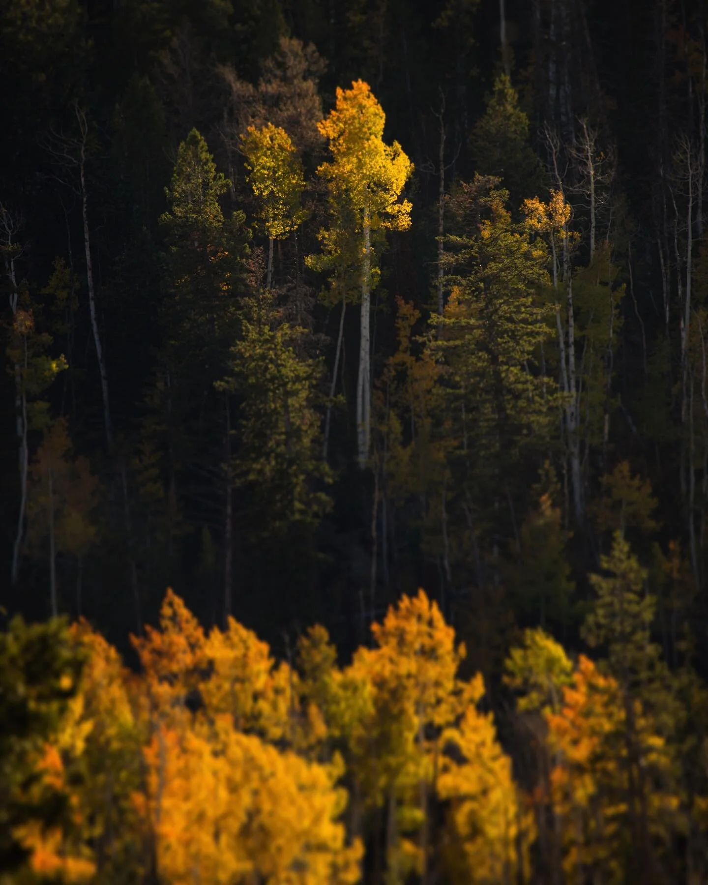 I saw a picture of the Bald Mountain area in the Uintas this morning and it did not look like this ❄️ Please bless ~ a few more weeks of Autumn 🍂 #ut #utahphotographers #utah #801 #fall #fallvibes #autumn #autumnvibes🍁 #forest #woods #wildernessvib